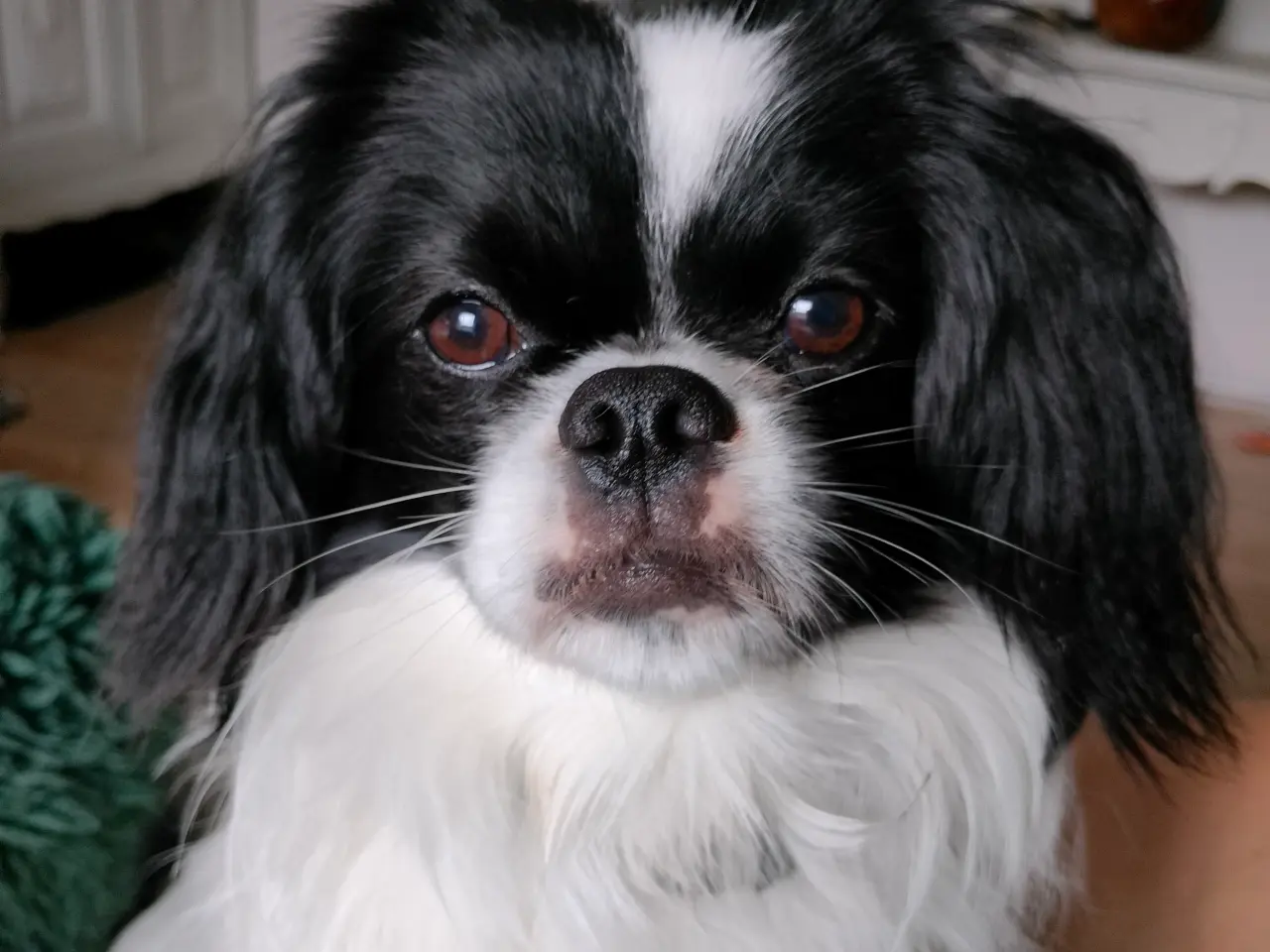 Billede 2 - Hund til avl