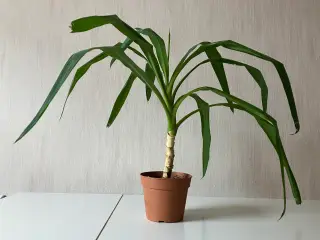 Yucca palme