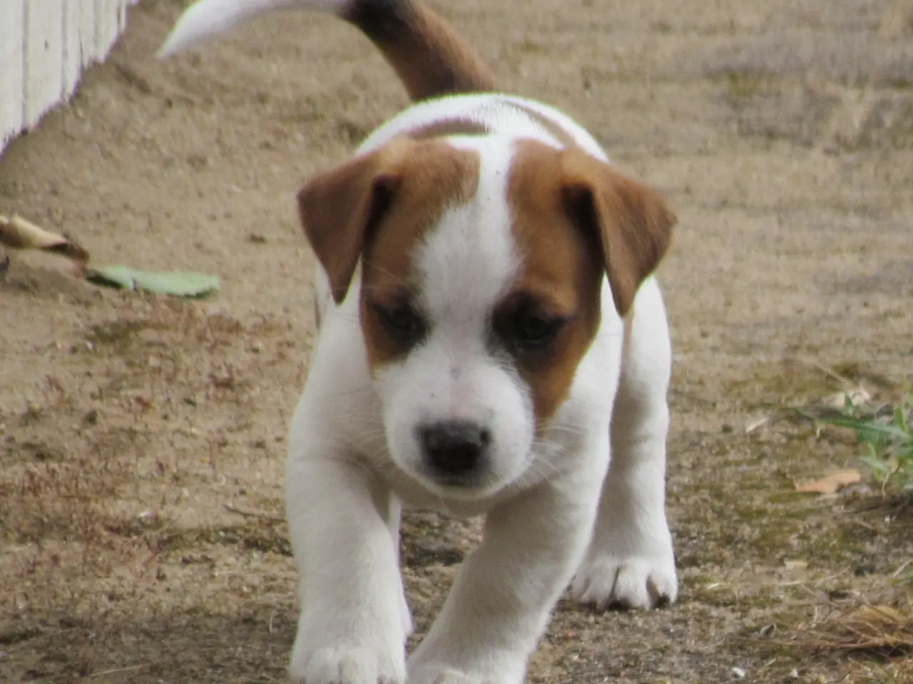 Billede 9 - DKK Jack Russell hvalpe – 2 hanner tilbage!
