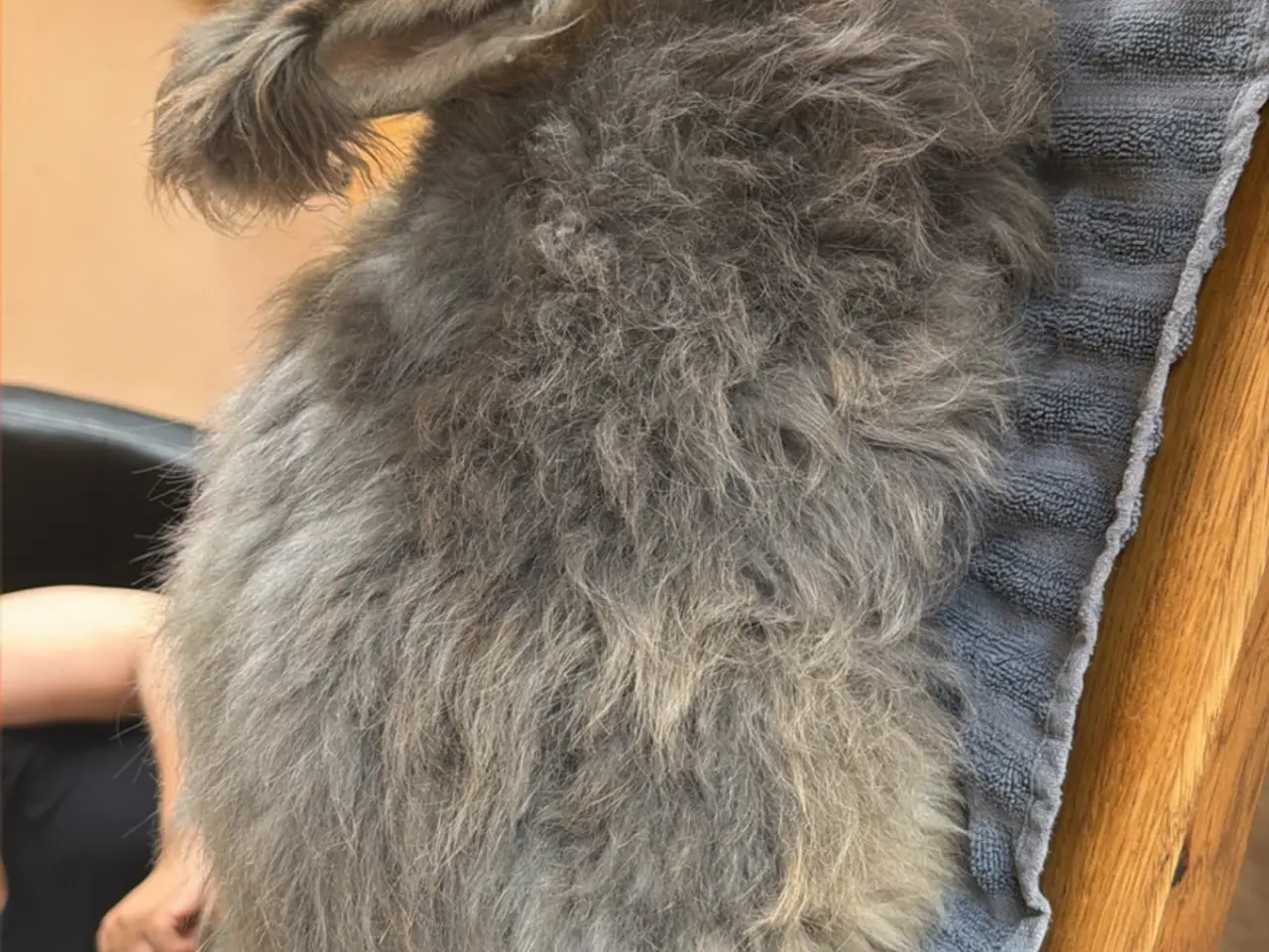 Billede 2 - 🐰💕 Kærlig Angorakanin søger sit nye, blivende hj