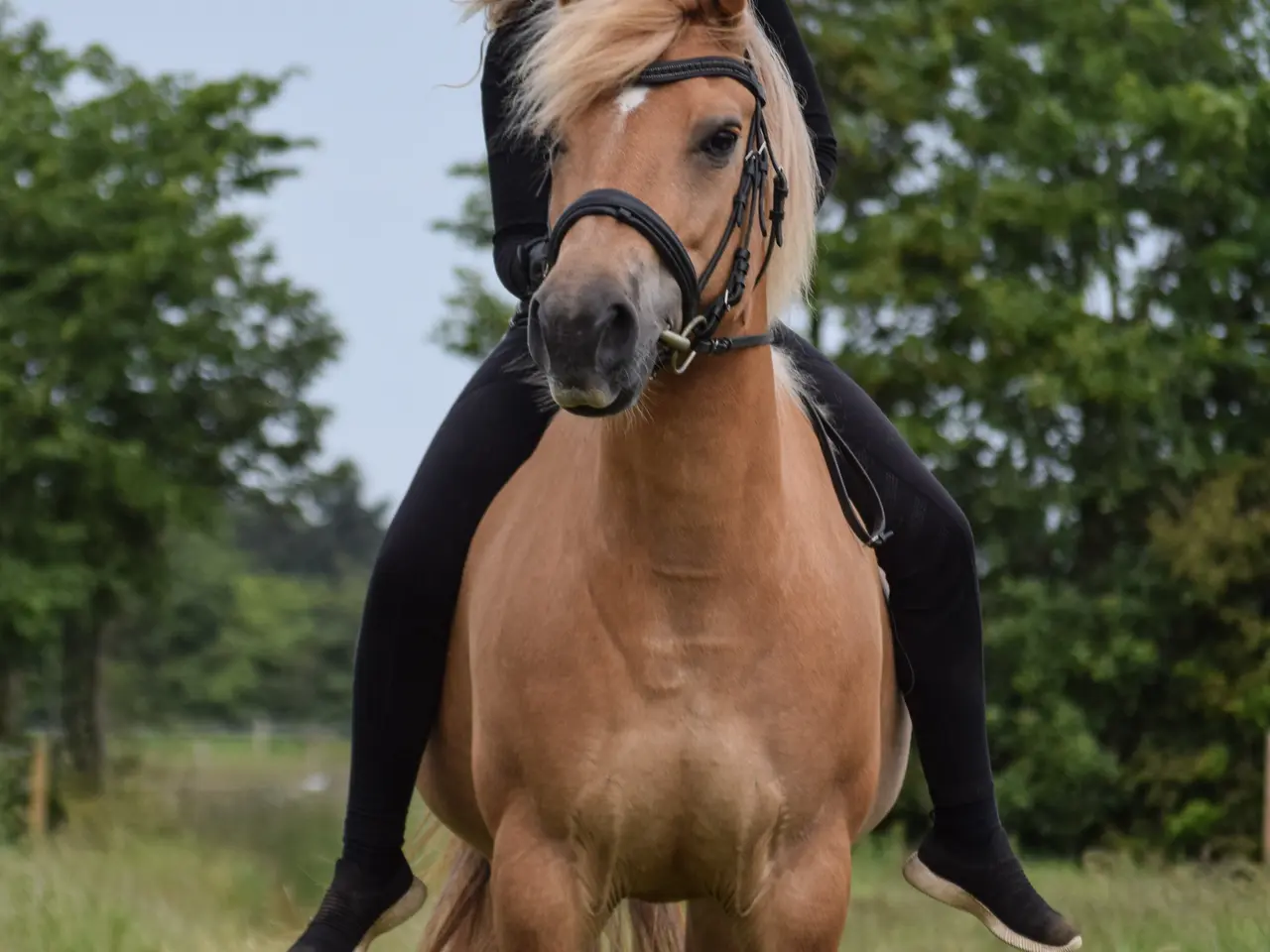 Billede 4 - Projekt hest haflinger fjordhest blanding 