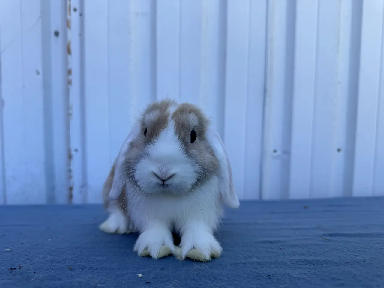 Billede 6 - Salgsklare Dværgvædder Hunkaniner 🐰