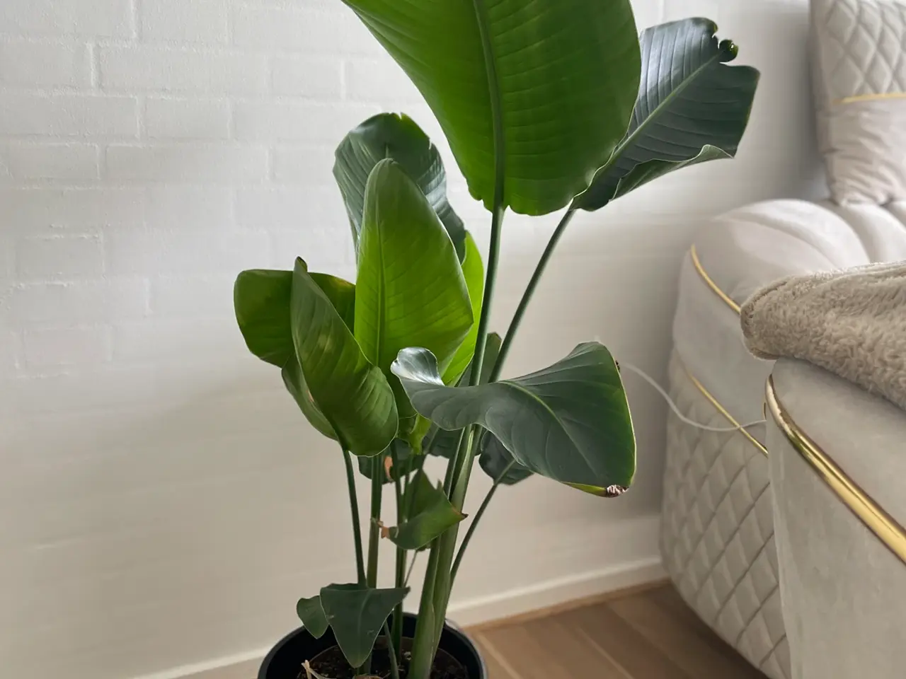 Billede 2 - 🌿 Flot og sund Strelitzia (Paradisfugl) – ca. 125