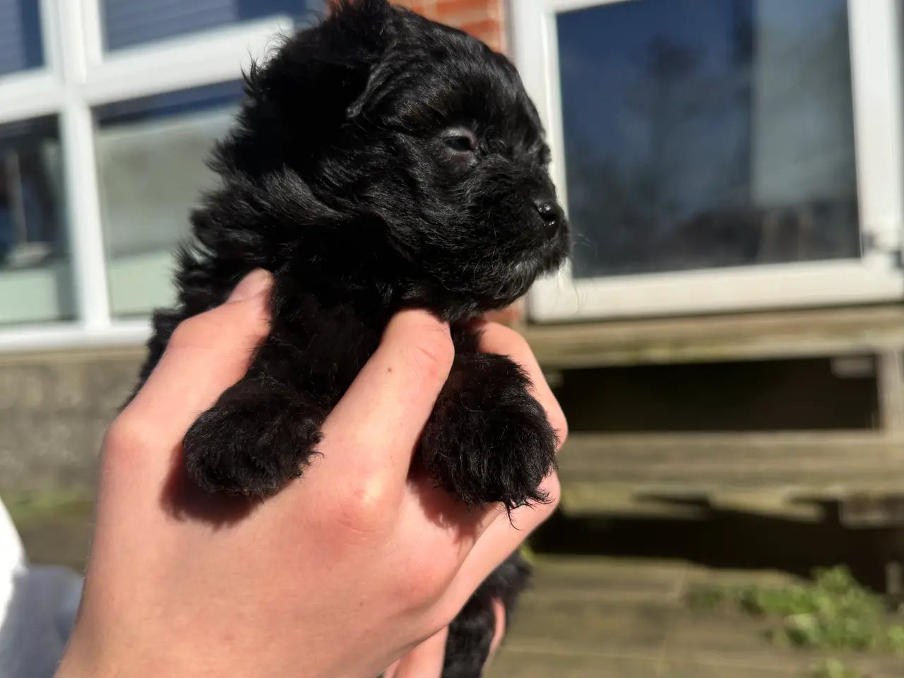 Billede 2 - Pomapoo