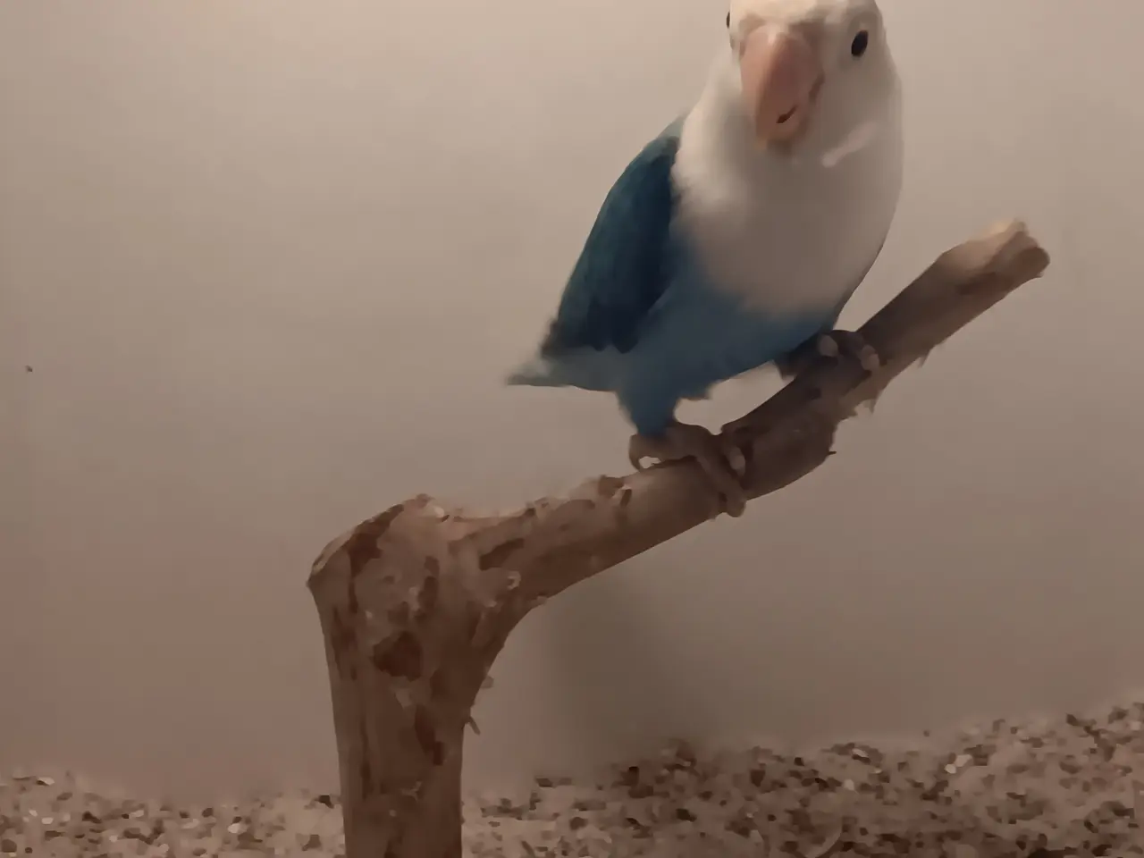 Billede 2 - Rødhovdet dværge papegøje I opaline blå. 