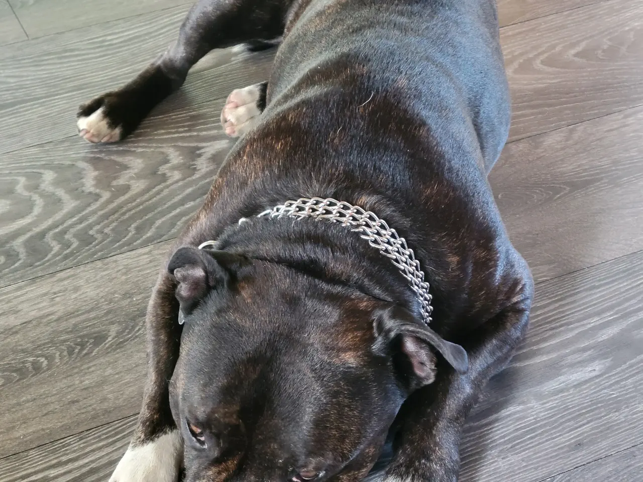 Billede 14 - Staffordshire Bull Terrier hvalpe