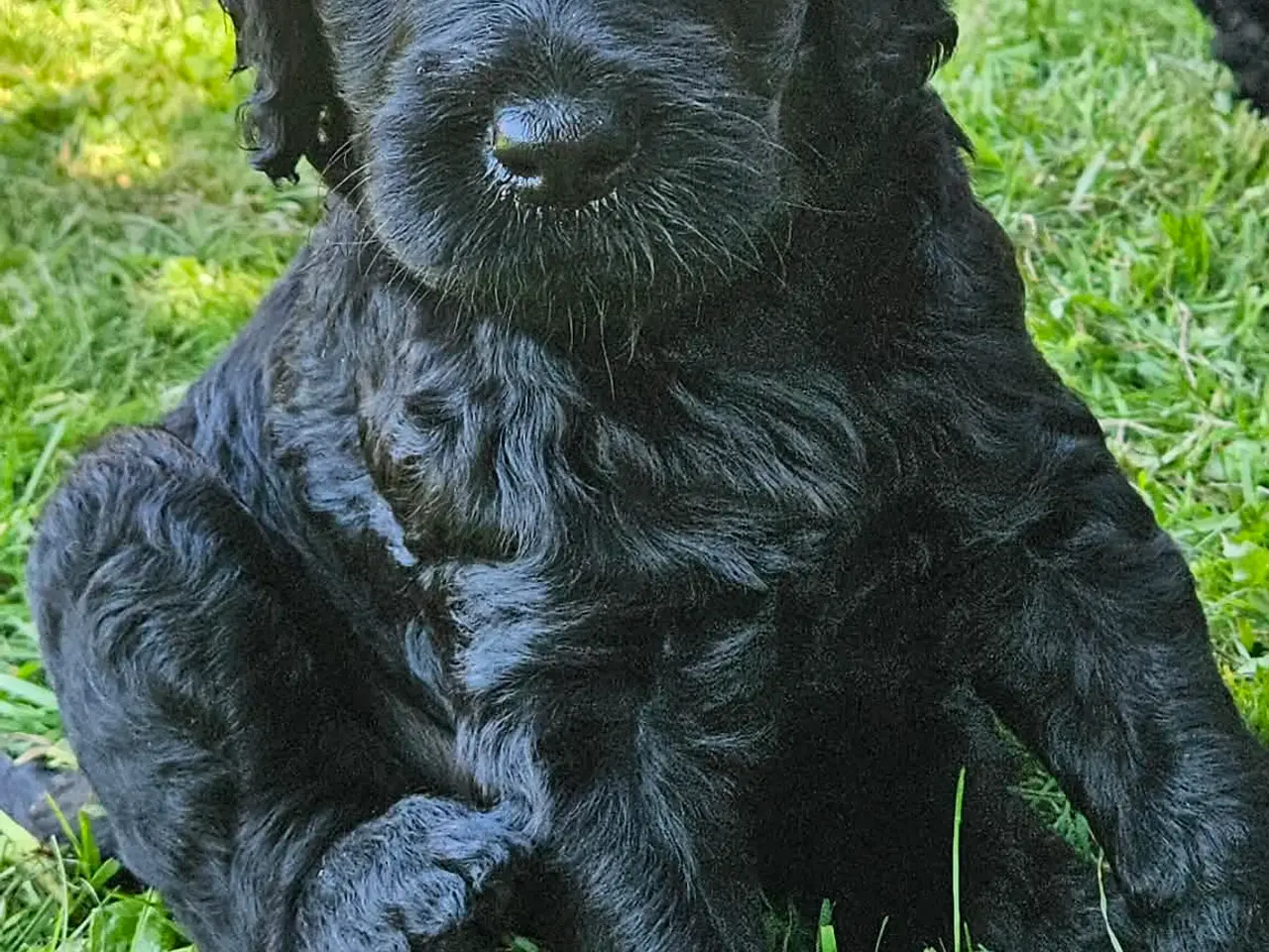 Billede 2 - Goldendoodle hvalpe