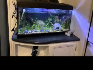 60 liters samlet akvarium sæt, 4 kuhli ål,