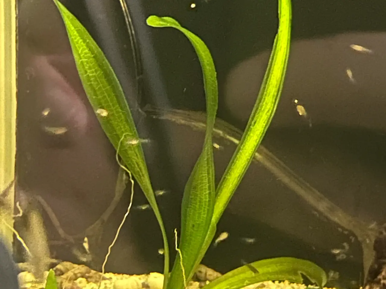 Billede 4 - 💙🐟 Blue Moscow Guppy Unger – Afhentning Viby J
