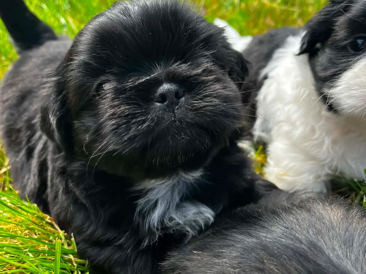 Billede 9 - Shih Tzu hvalpe