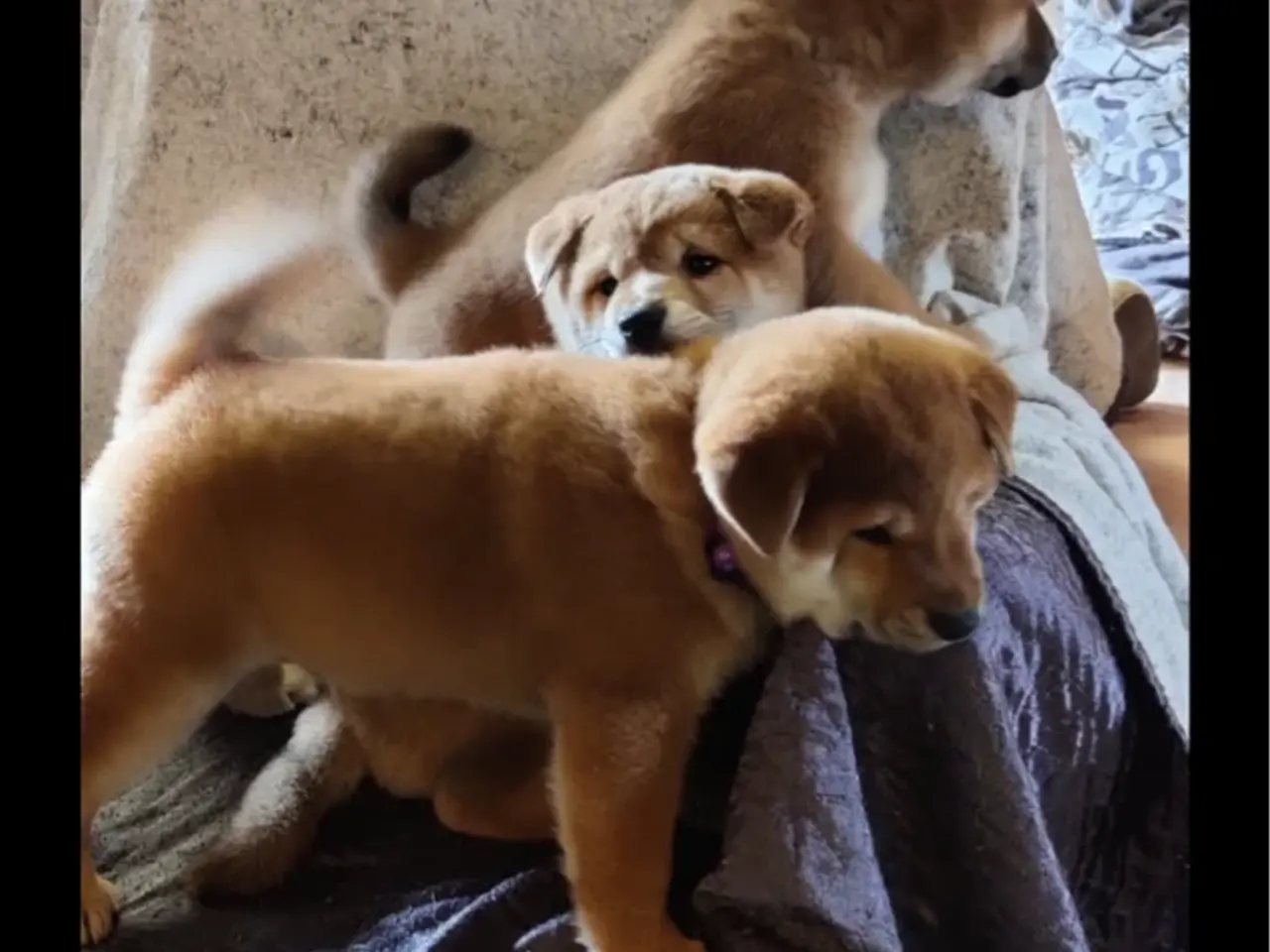 Billede 1 - Shiba inu hvalpe sælges