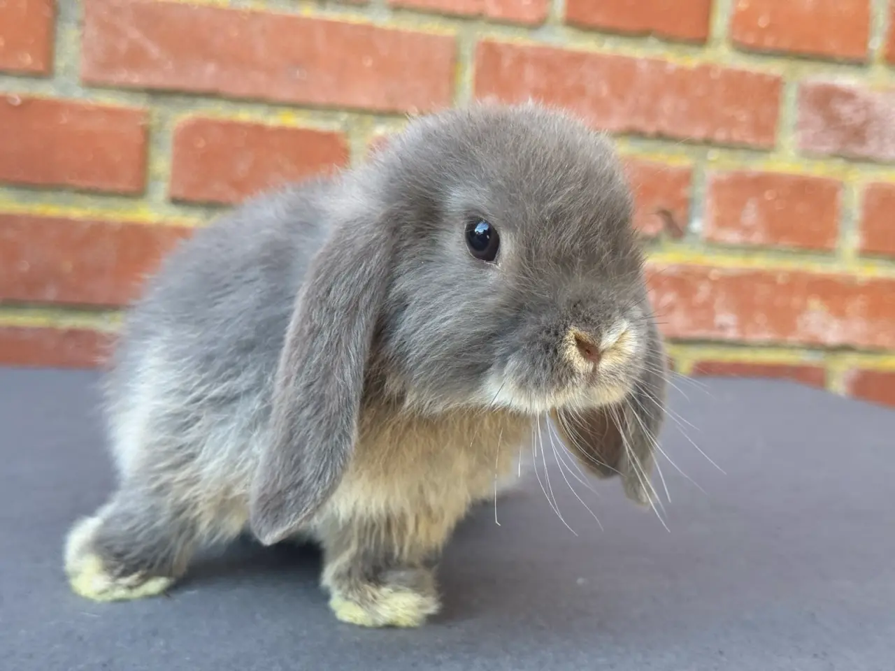 Billede 1 - Mini Lop hankanin