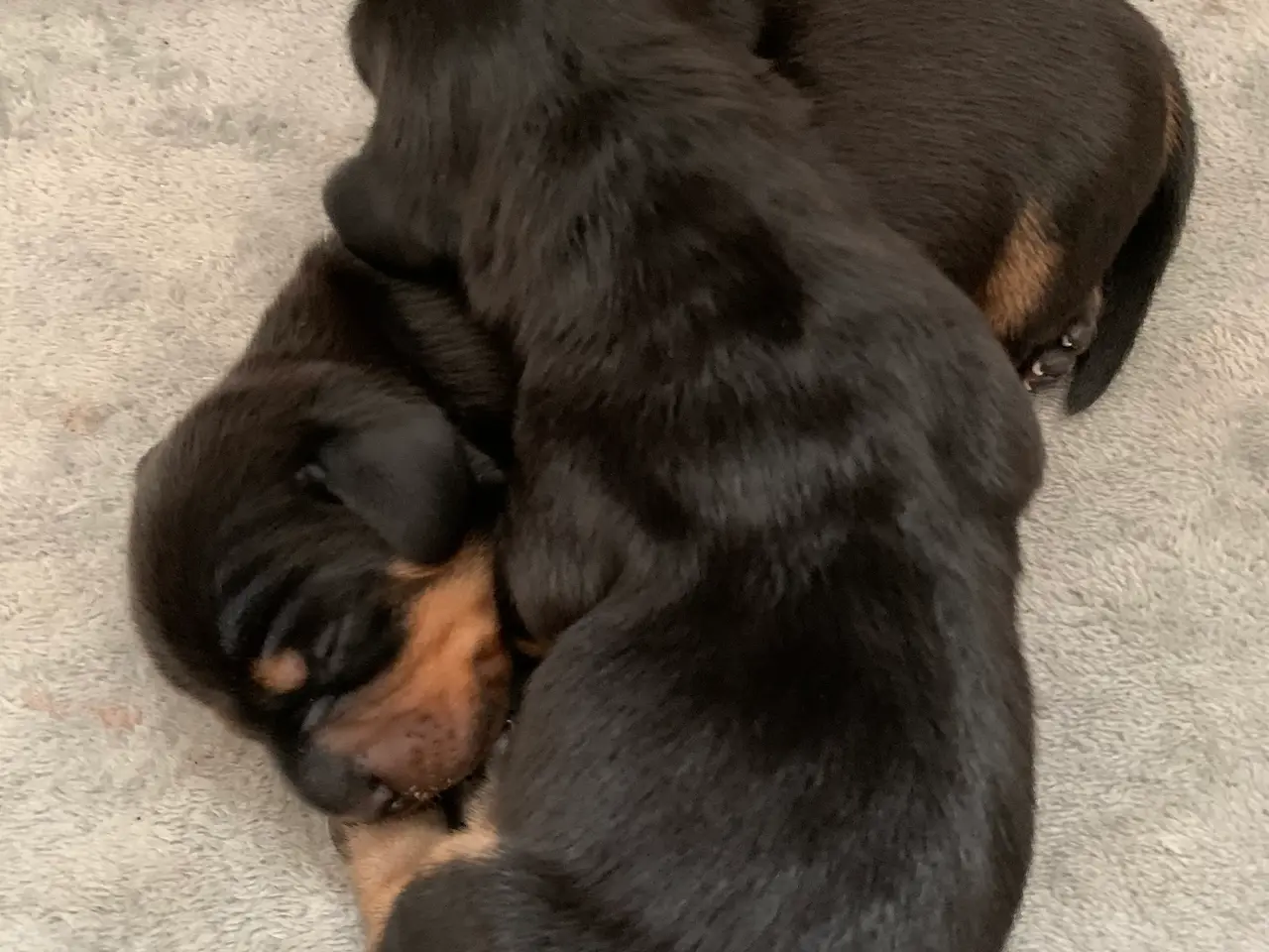Billede 4 - 7 nuttede miniature dachshundhvalpe