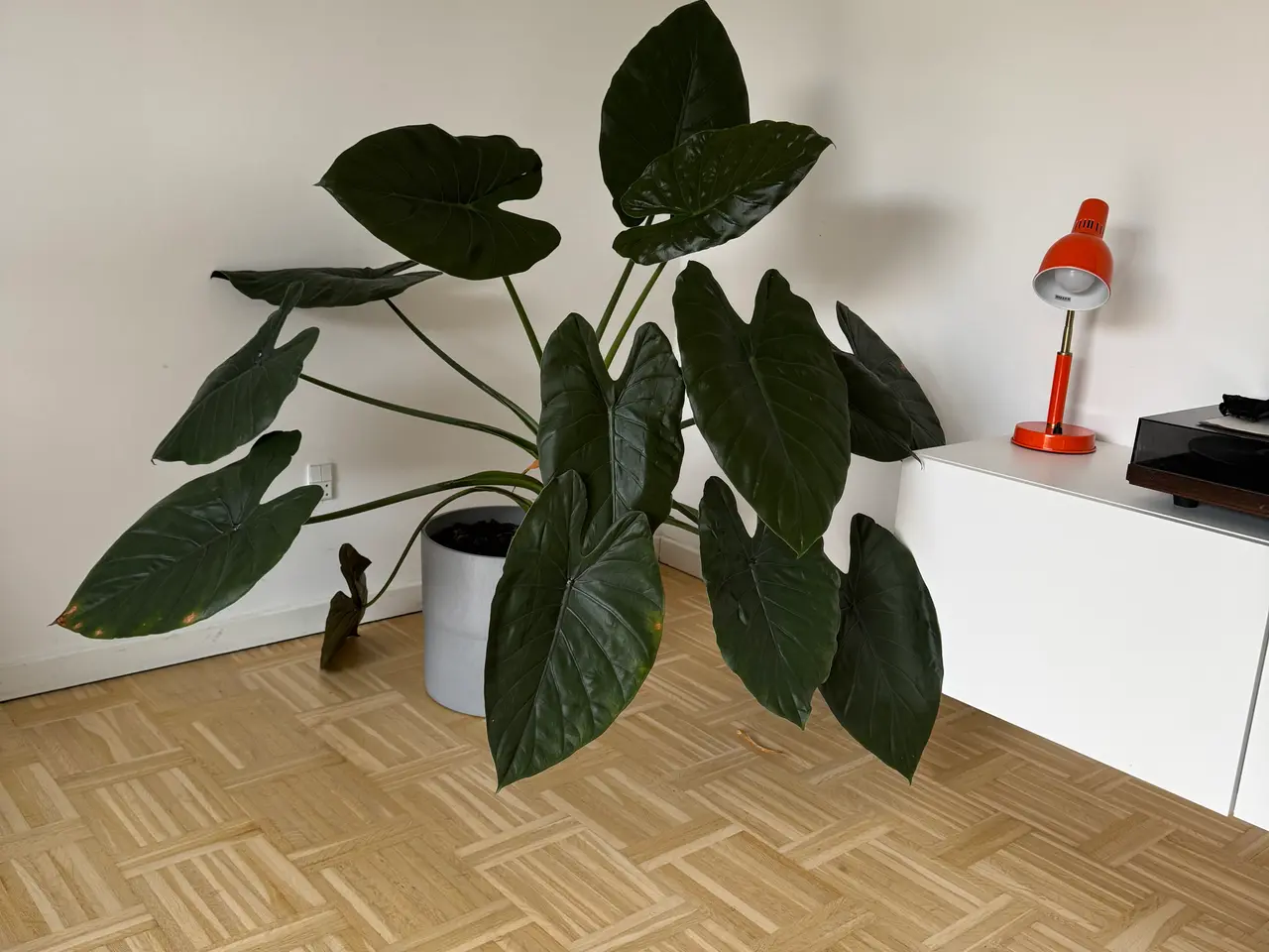 Billede 1 - Stor flot stueplante (Alocasia ‘Wentii)