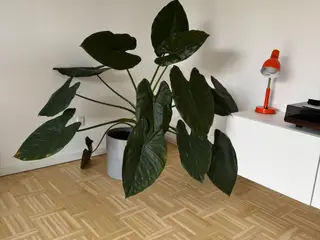 Stor flot stueplante (Alocasia ‘Wentii)