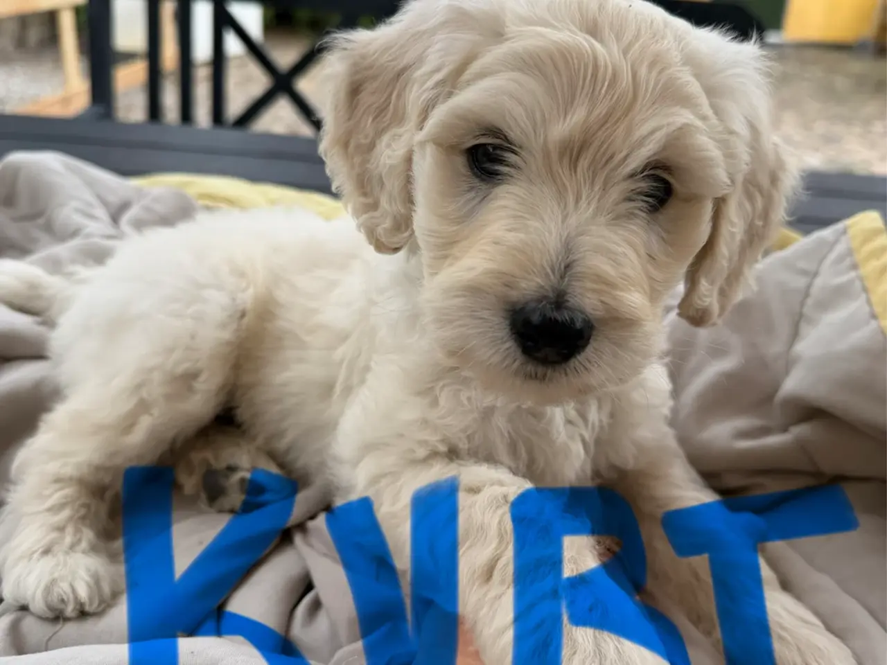 Billede 4 - Multigen Labradoodle hvalpe - Vera - Kurt - Gunnar