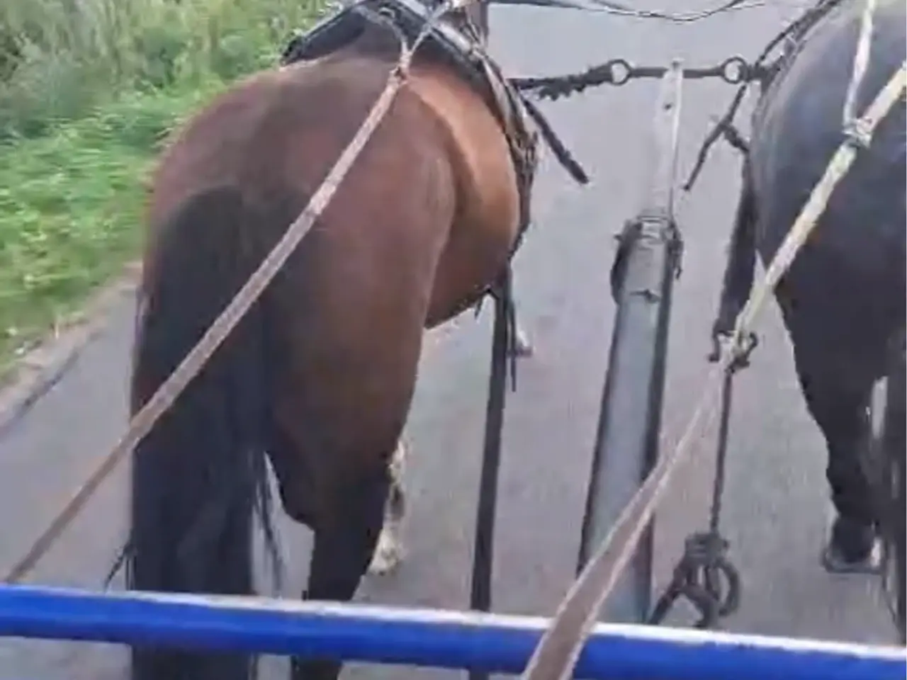 Billede 2 - Dejlig 3 års pony