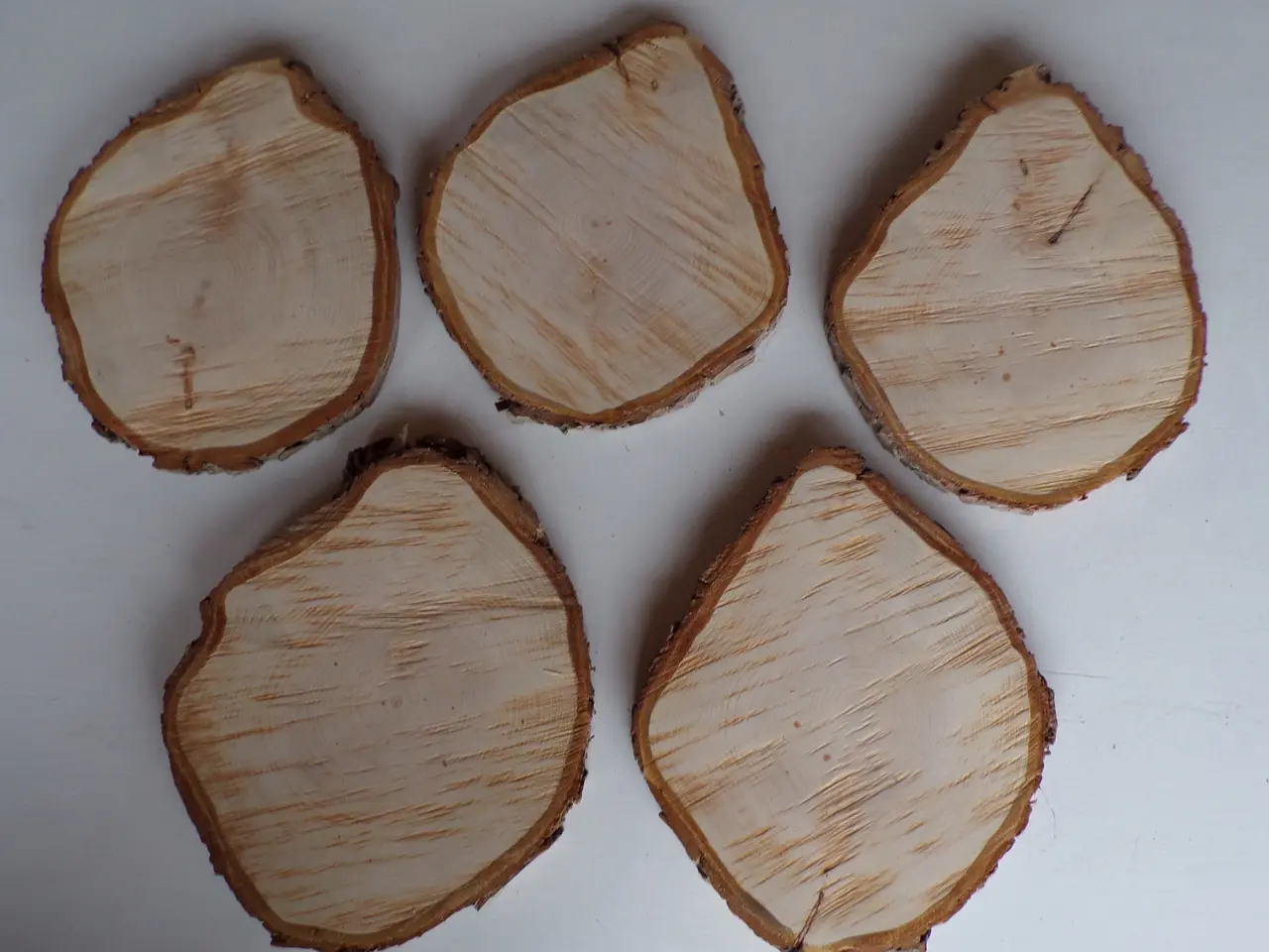 Billede 1 - 5 Thuja Træskiver med bark - 25,5 - 27,5 cm