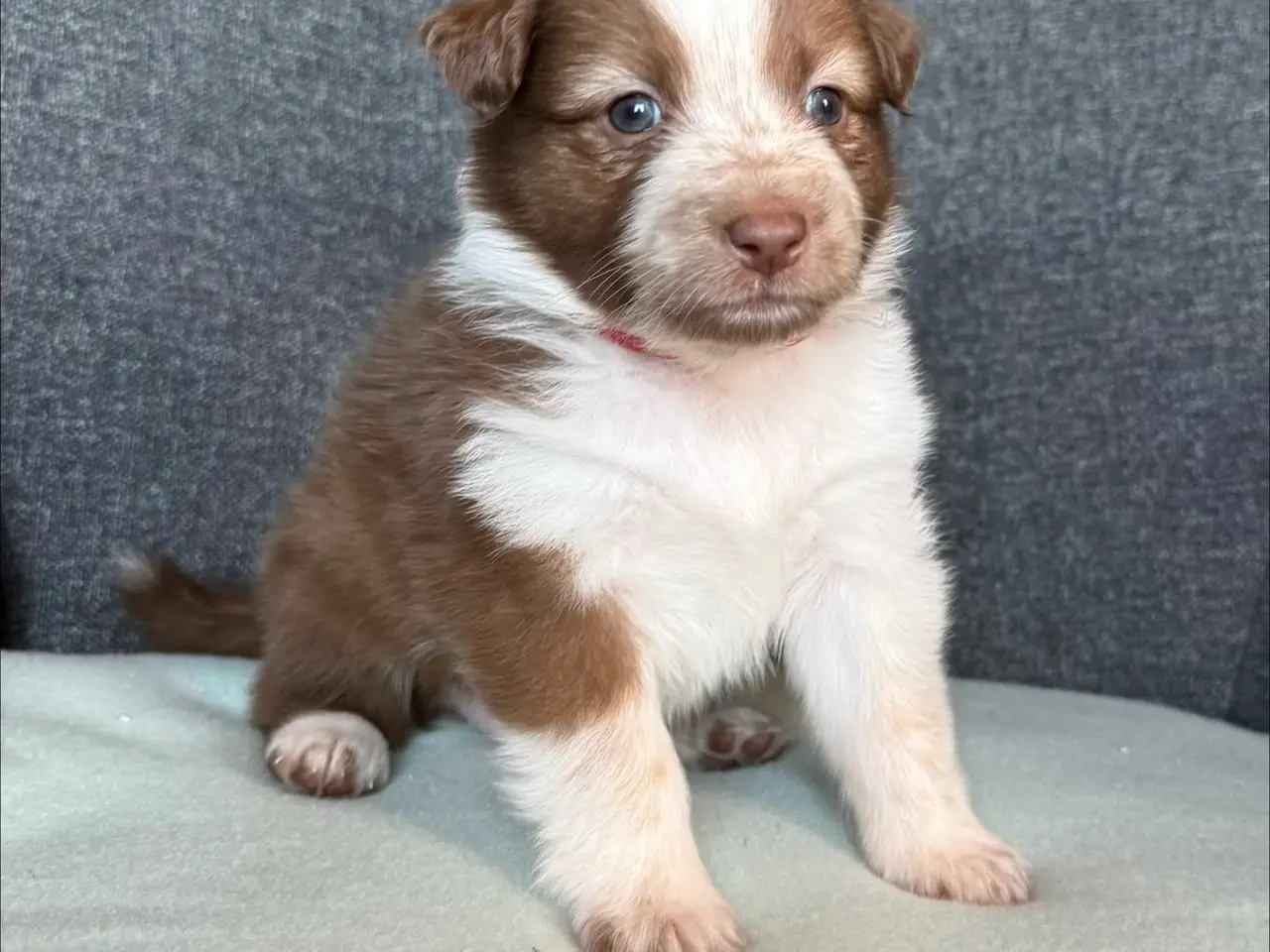 Billede 10 - Australian Shepherd