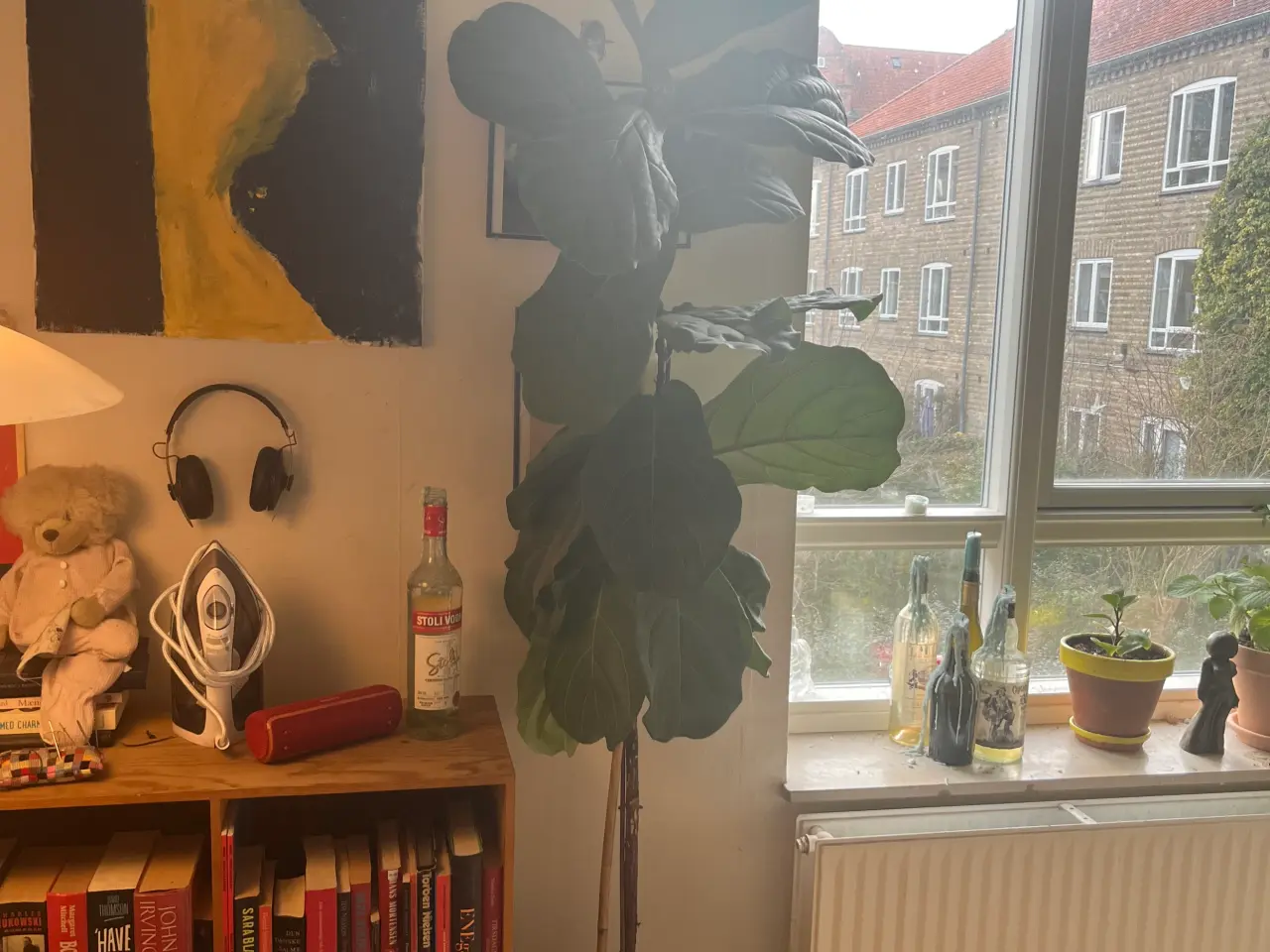 Billede 3 - 2 m højt violintræ 