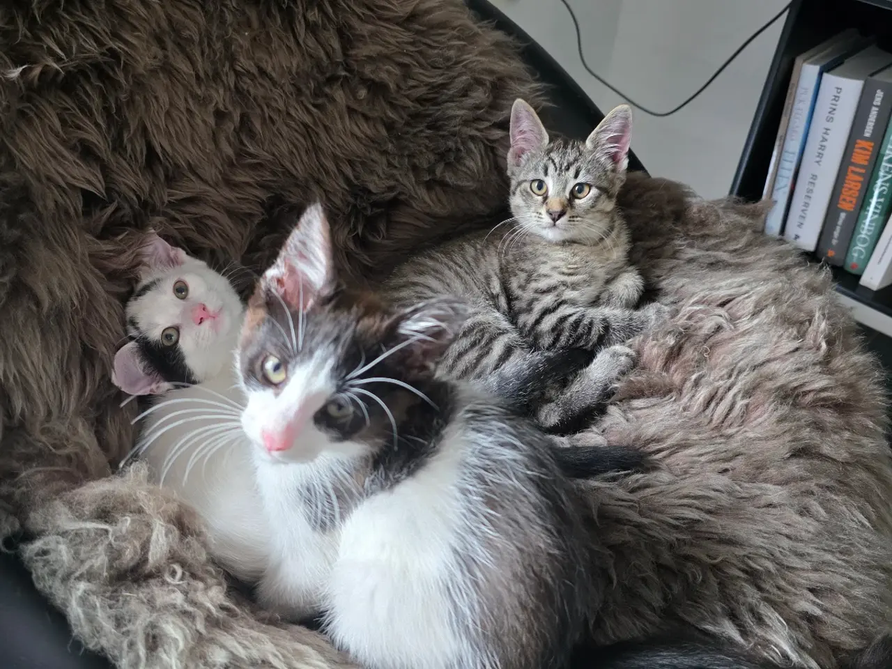 Billede 5 - 🐱 Søde renlige kattekillinger – stueopdræt