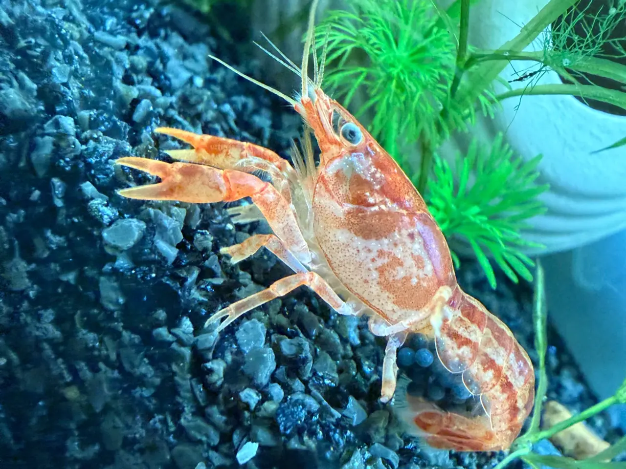 Billede 14 - 🦞 Flotte luksus orange CPO krebs🦞