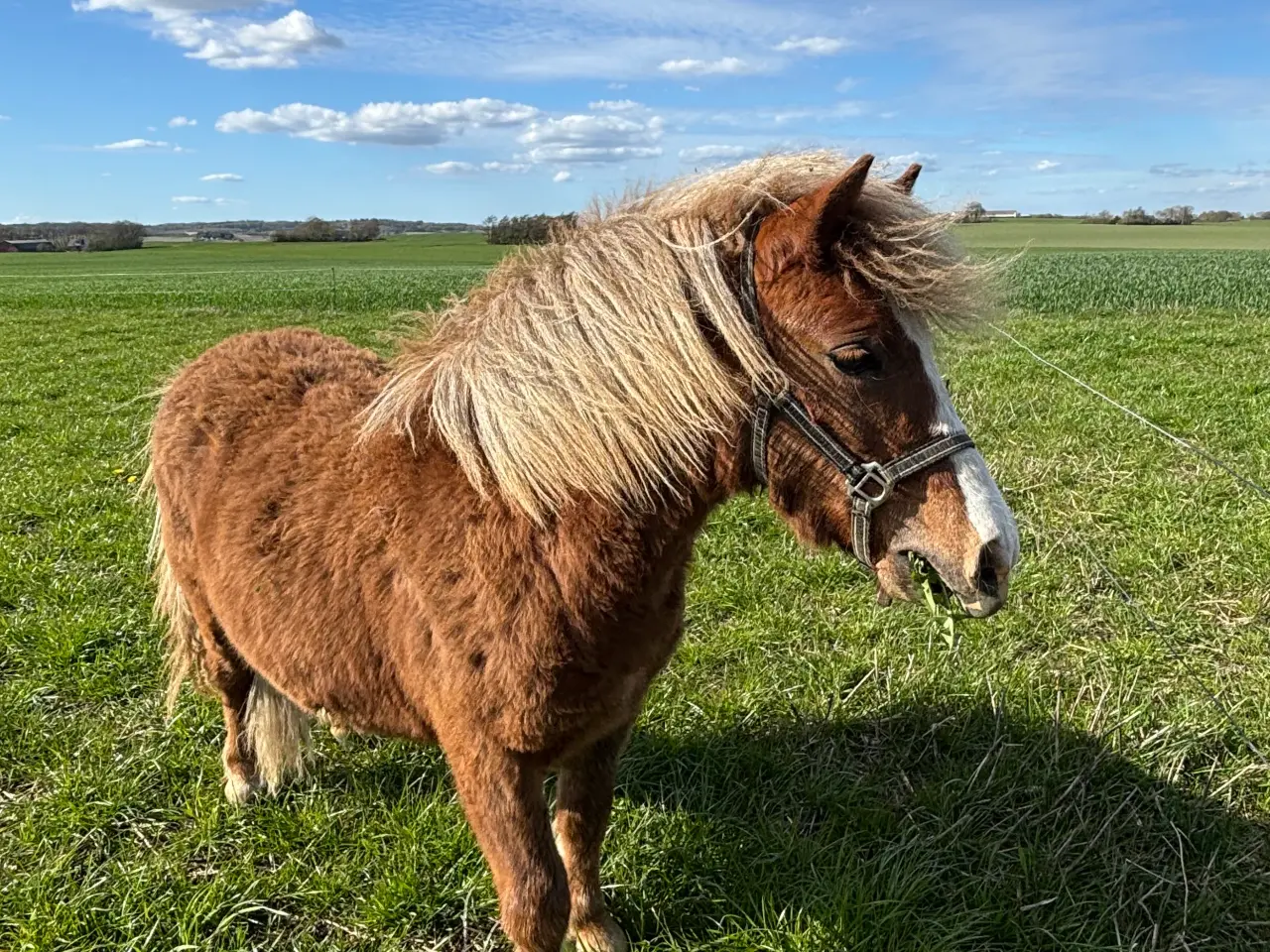 Billede 2 - Sød og rolig 1 års hingst 