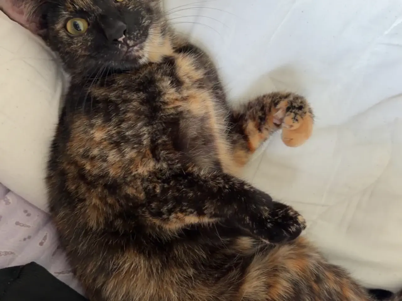 Billede 5 - Søde Chloe/den sorte søger sit for evigt hjem 💕 