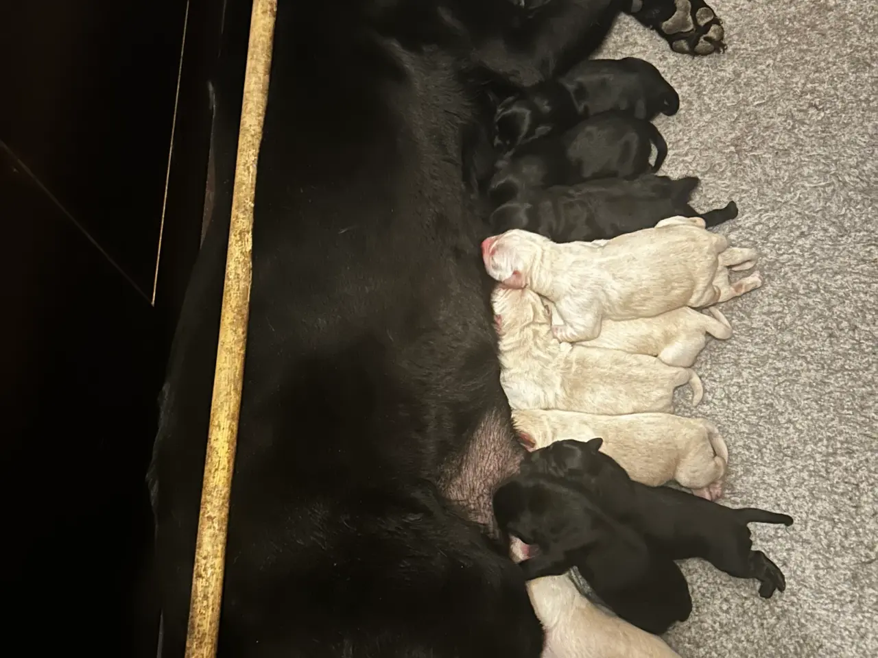 Billede 1 - Golden retriever/ labrador 