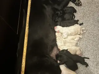 Golden retriever/ labrador