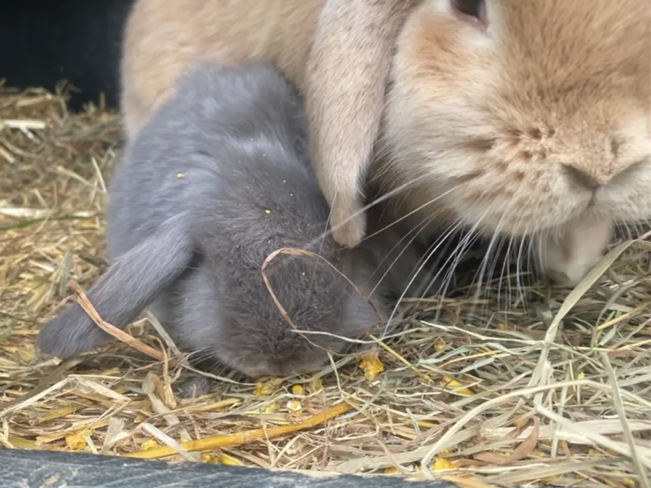 Billede 5 - Sødeste mini lop unge dreng