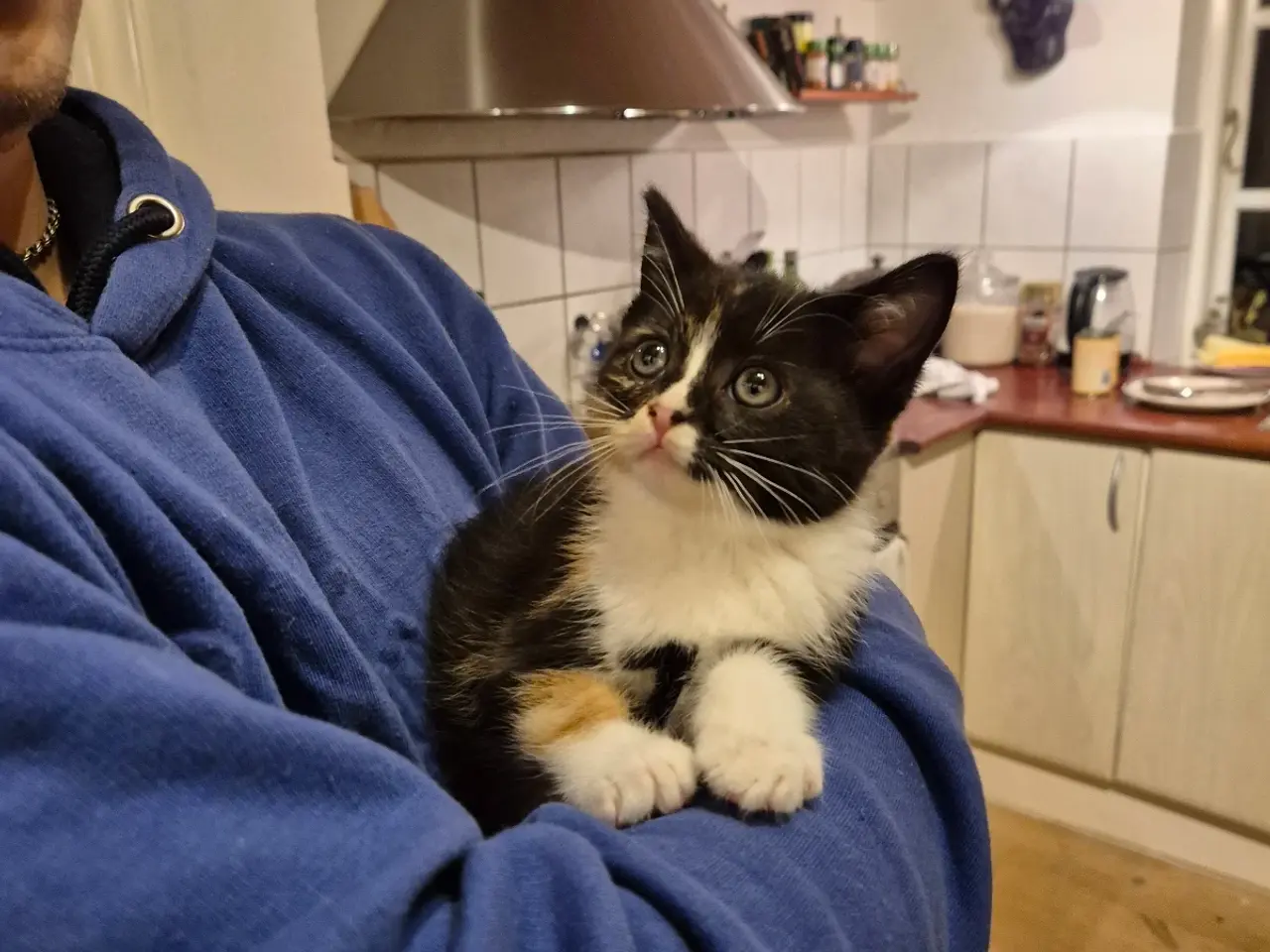 Billede 9 - Har 6 stk halve Ragdoll