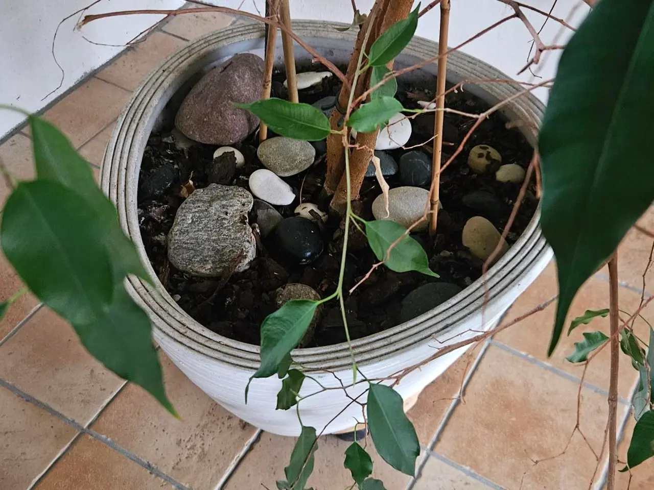 Billede 4 - Stor og flot stuebirk (Ficus benjamina) 