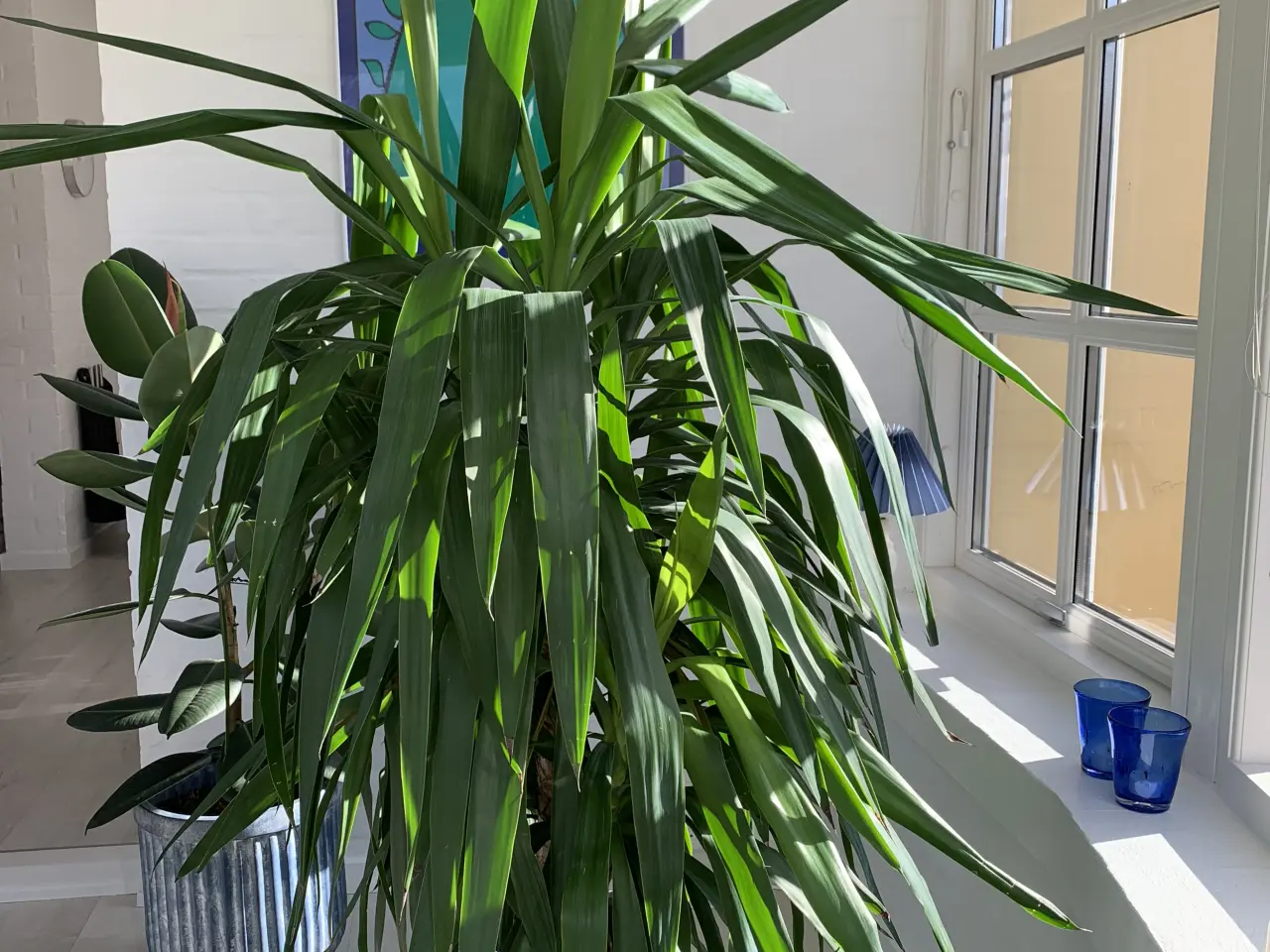 Billede 1 - Stor palme
