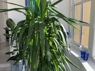 Stor palme