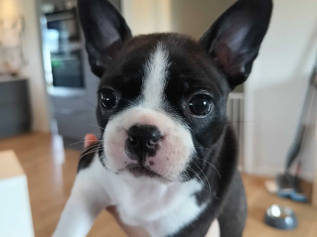 Billede 3 - Boston terrier