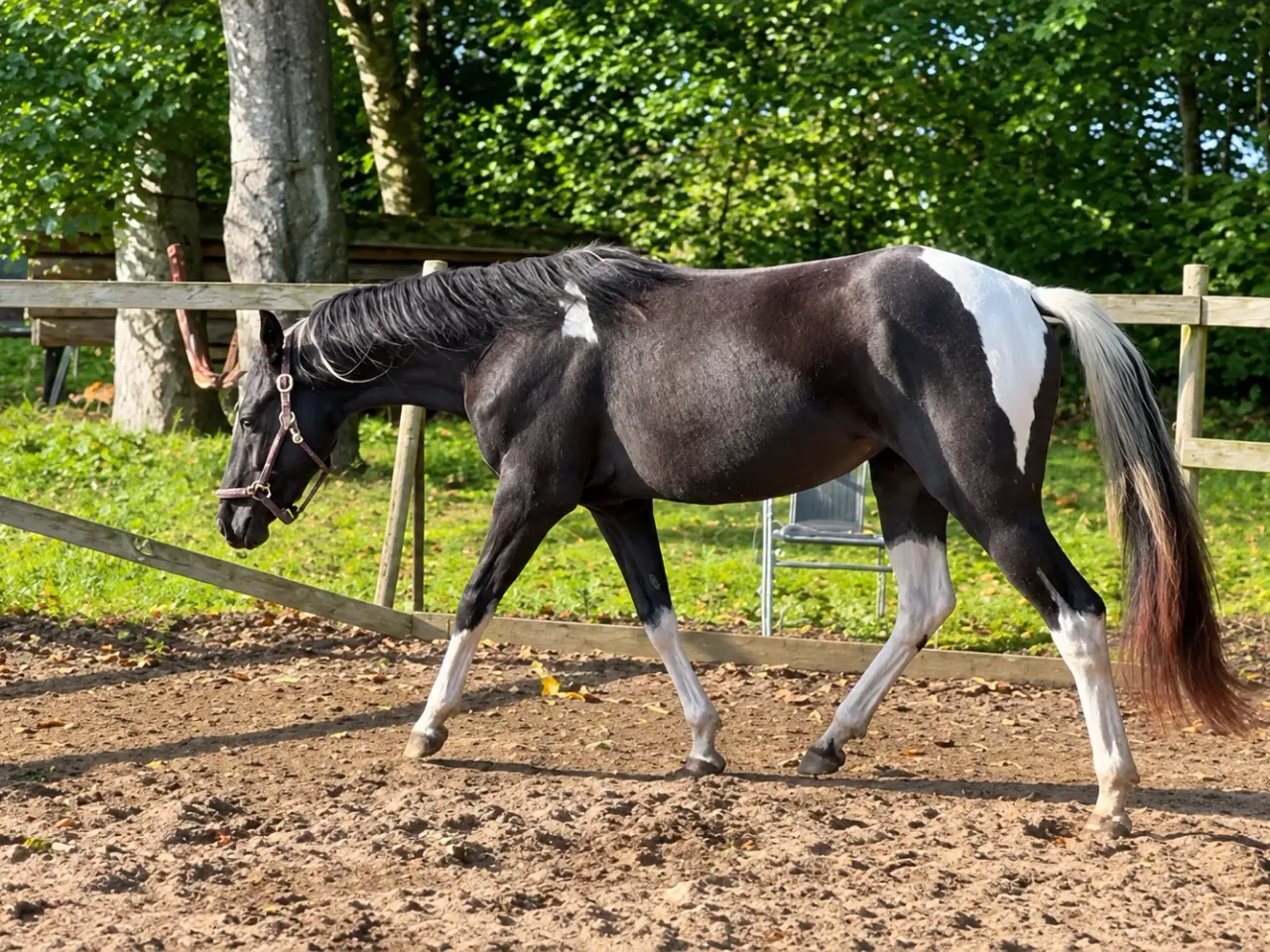 Billede 3 - American paint horse (apha) fra 2024