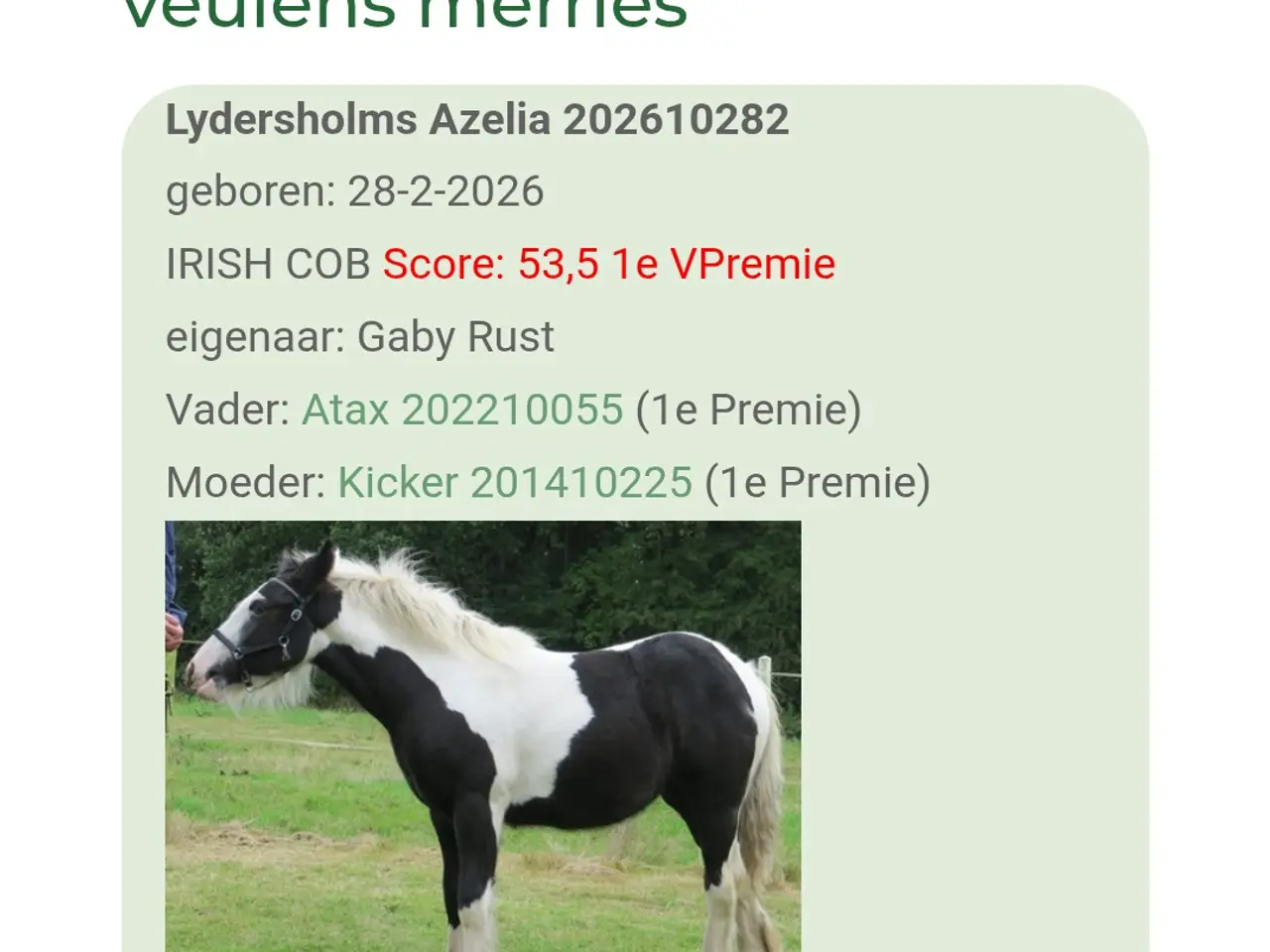 Billede 1 - Irish cop hoppe plag