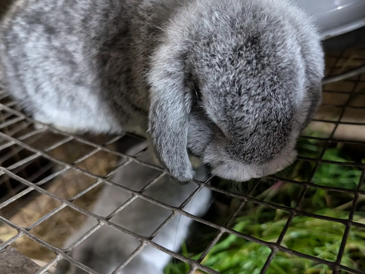Billede 5 - Kaniner mini lop