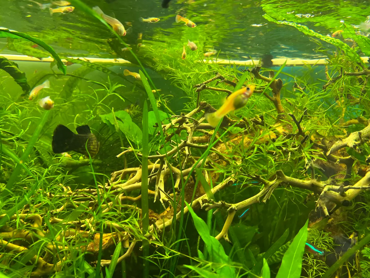 Billede 5 - Golden Molly 