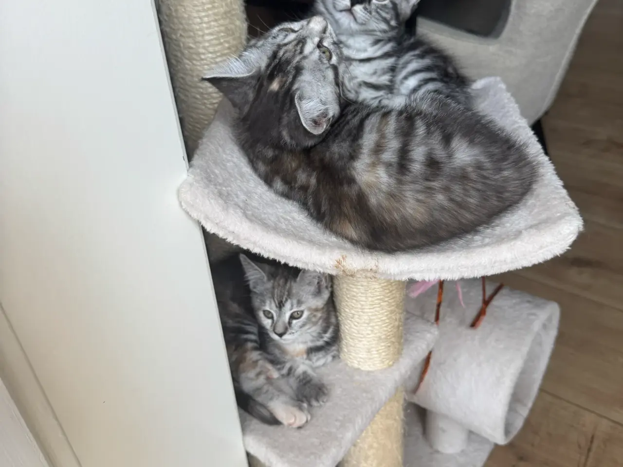 Billede 2 - Ægte maincoon