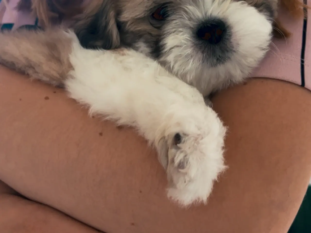 Billede 2 - Lhasa Apso/Coton de tulear