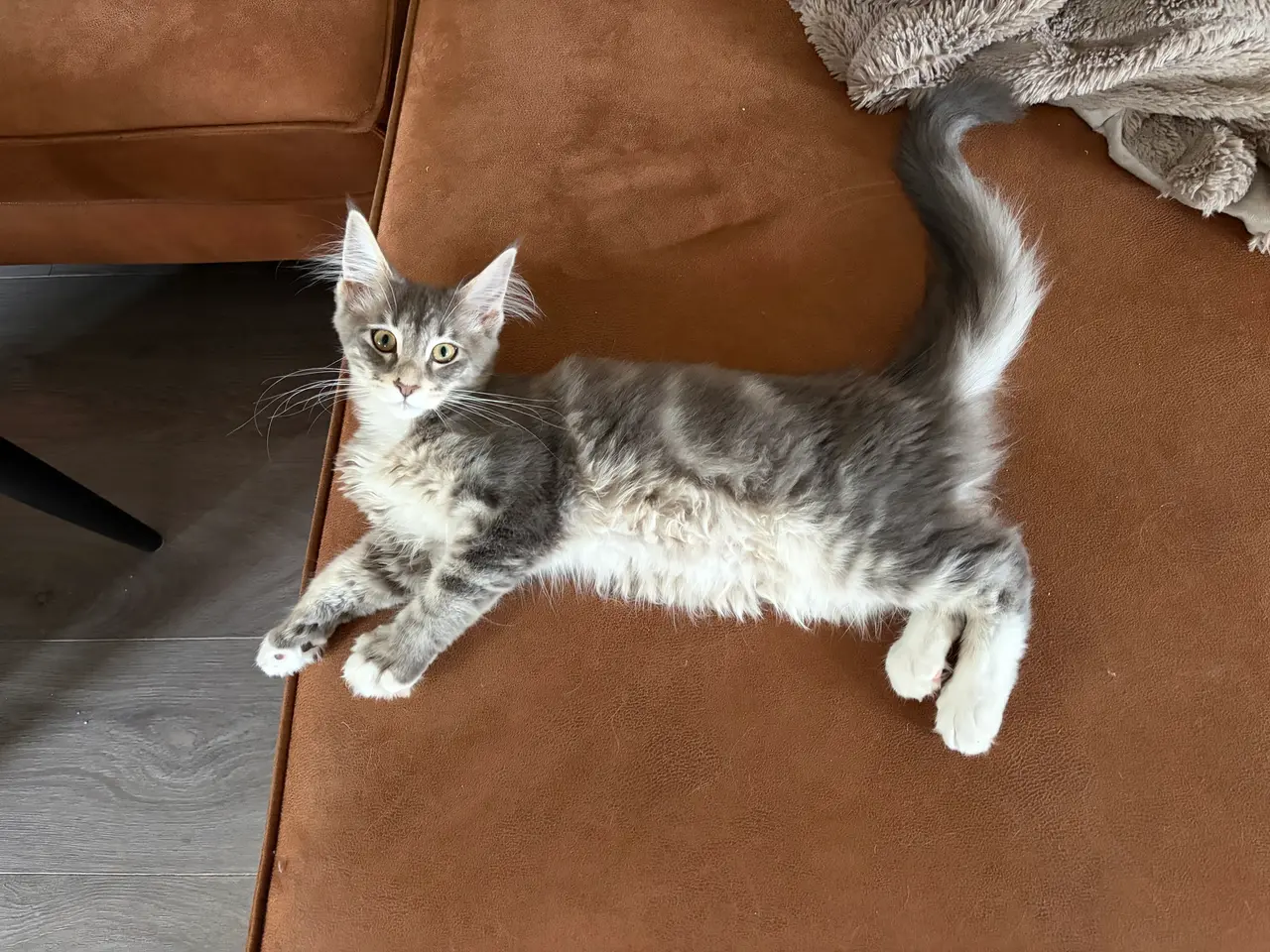 Billede 1 - Smuk Maine Coon pige