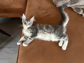 Smuk Maine Coon pige
