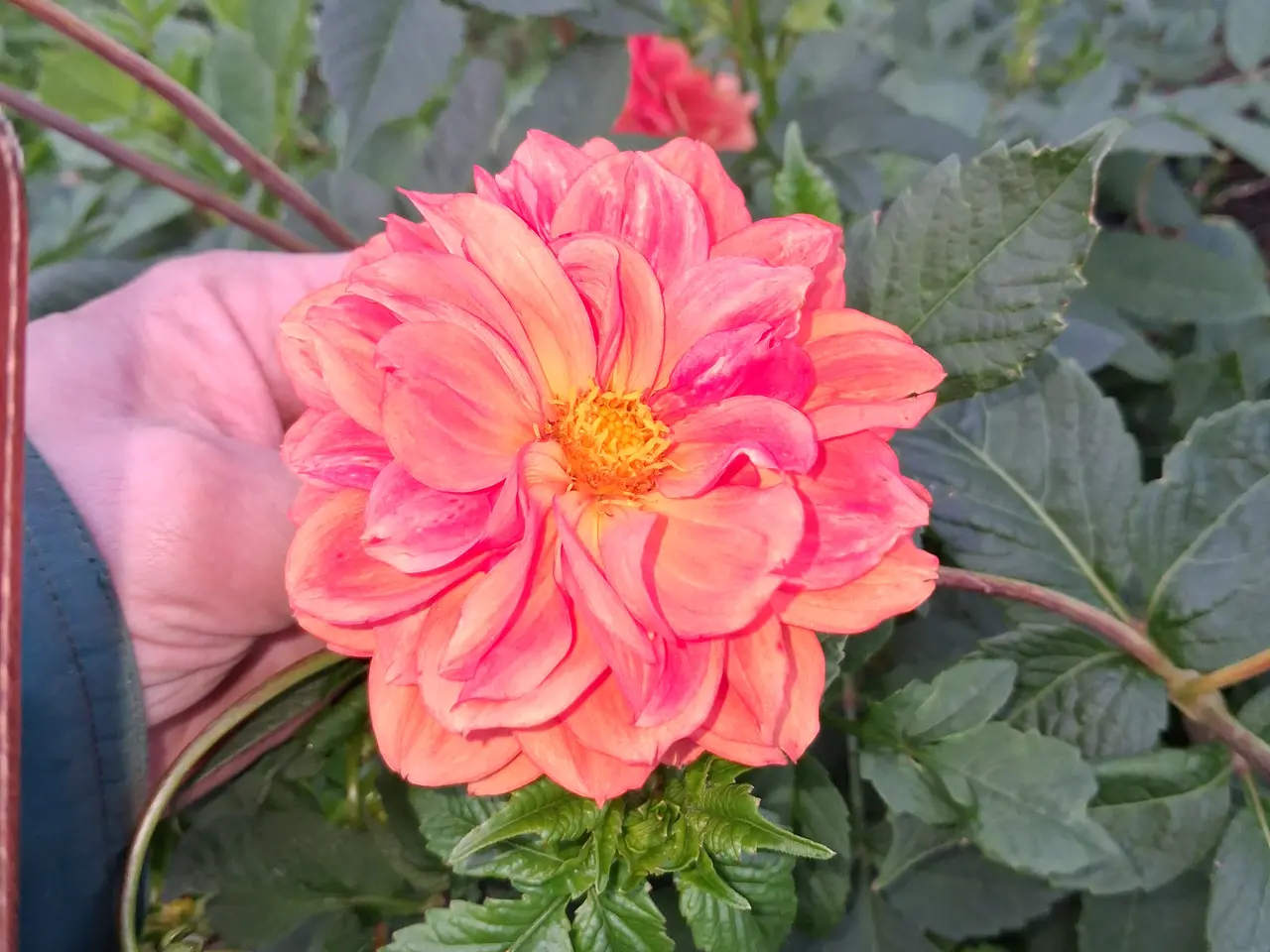 Billede 1 - Geogin knolde "Orange"