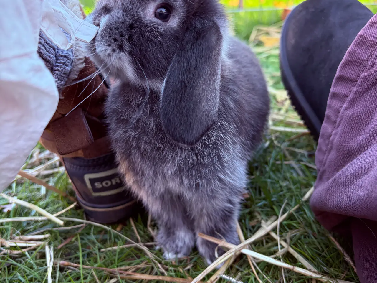 Billede 1 - Mini lop kaninunge