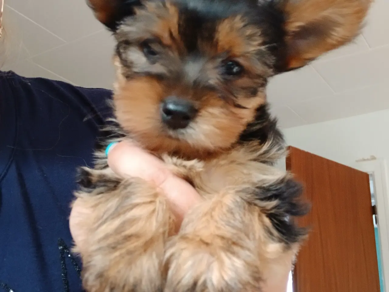 Billede 3 - 3 drenge Yorkshire Terrier