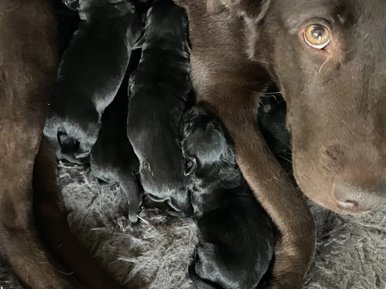 Billede 1 - Labrador