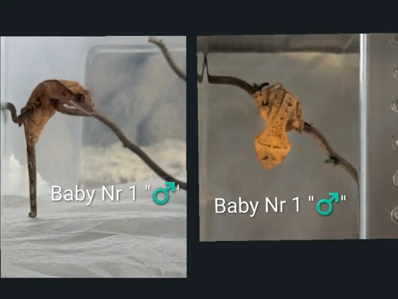 Billede 8 - 3 Kronegekko babyer sælges