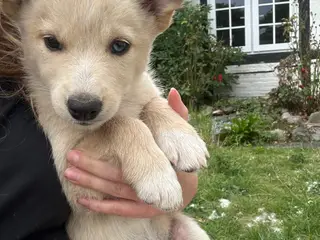 🐾 Dandi søger sit nye hjem 🐾